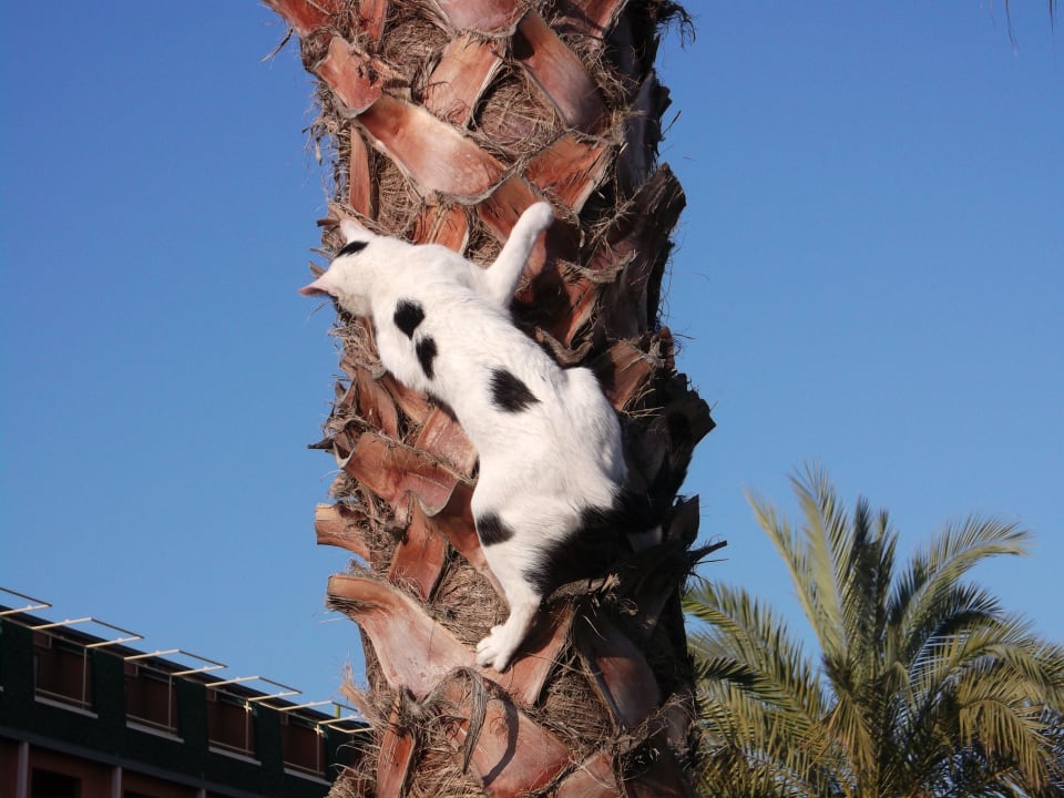 Katze im Baum Annabella Diamond Hotel & Spa