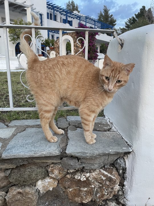 Sonstiges Hotel Virginia