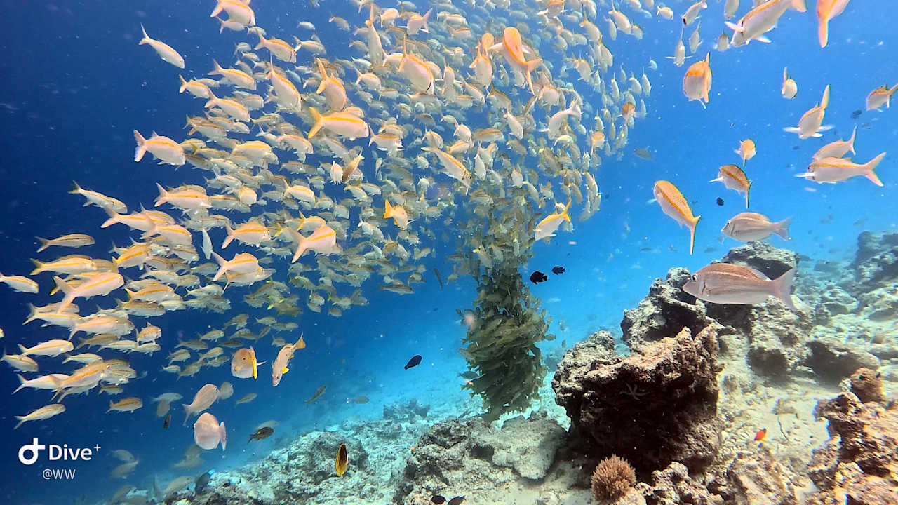 Sport & Freizeit Ocean Paradise Resort & Spa