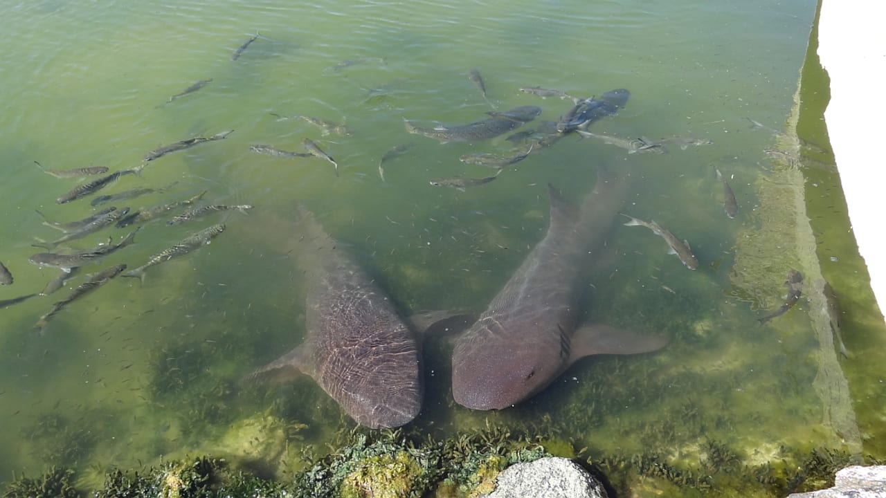 Gartenanlage Melia Las Antillas - Adults only