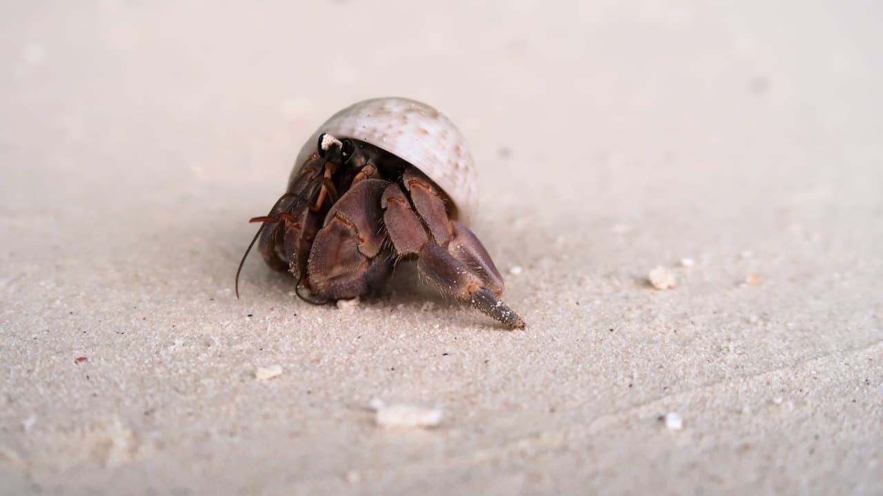 Strand Vilamendhoo Island Resort & Spa