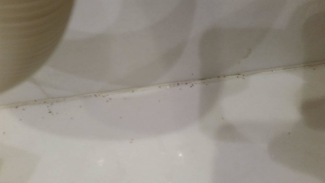 Ameisen im Badezimmer Aldemar Olympian Village