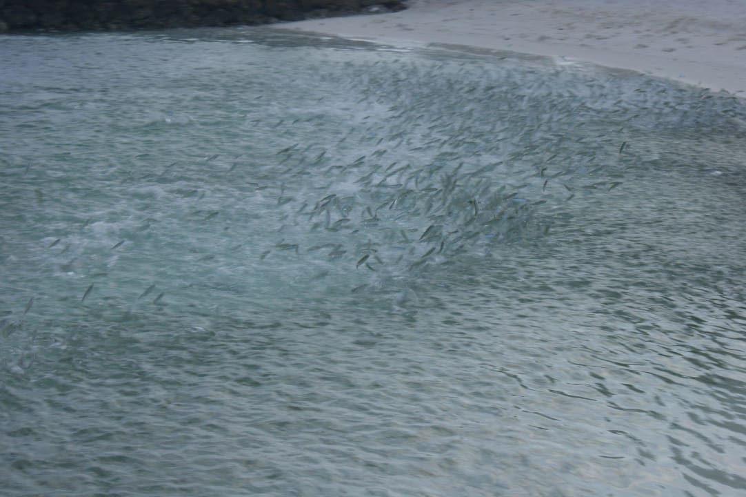 Haiangriff auf die Fischschwärme Summer Island Maldives