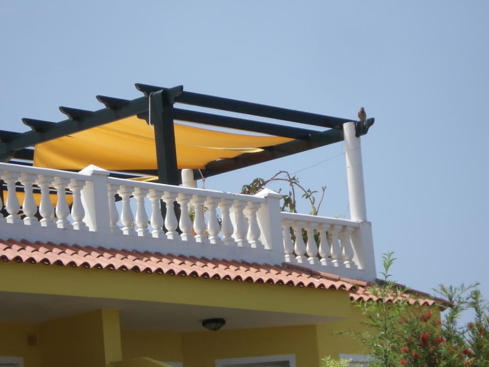 Falke auf der Dachterrasse Villa Rosalva