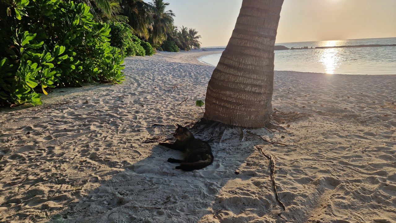 Strand Summer Island Maldives