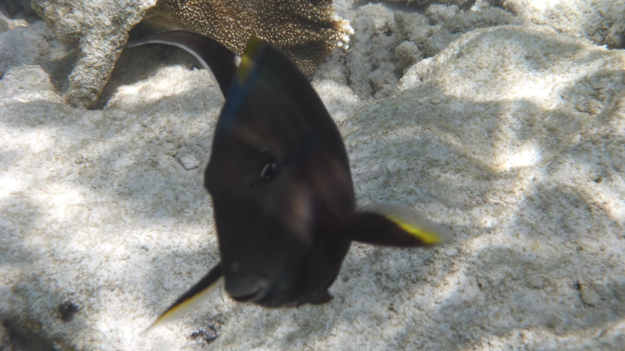 Unterwasserfotos Riffseite Kuramathi Maldives