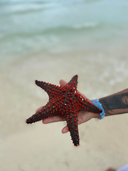 Strand Hotel Riu Jambo