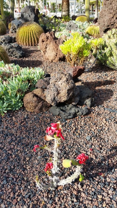 Gartenanlage Hotel Riu Gran Canaria