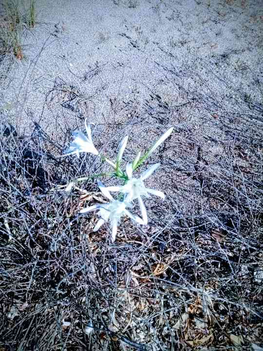 Gartenanlage Önder Yildiz Hotel