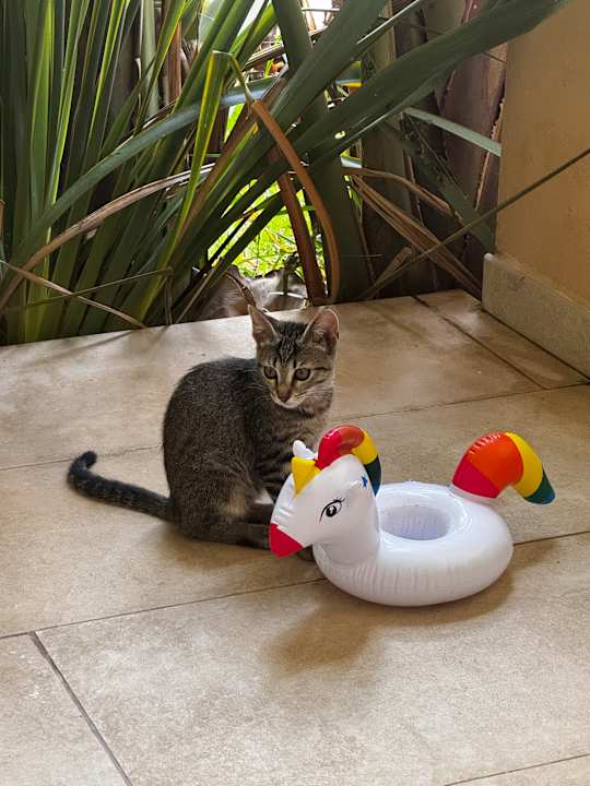 Zimmer Grupotel Playa de Palma Suites & Spa