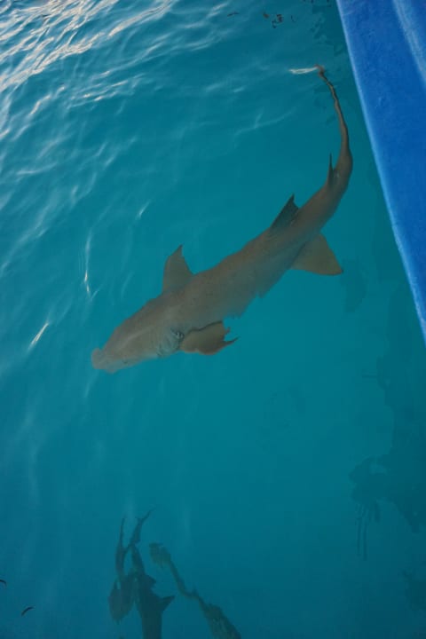 Sport & Freizeit Cinnamon Hakuraa Huraa Maldives