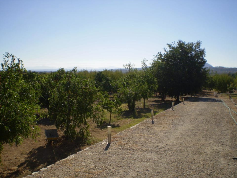 Weg zu den Orangenbäumen Hort de Cas Missèr