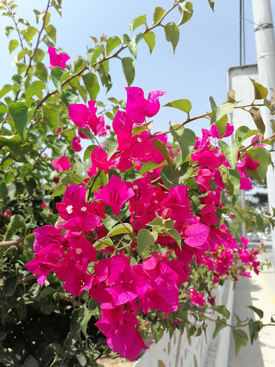 Gartenanlage Aparthotel Las Dunas