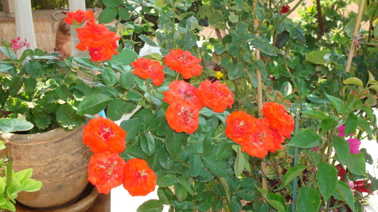 Blumen Hotel Maistrali