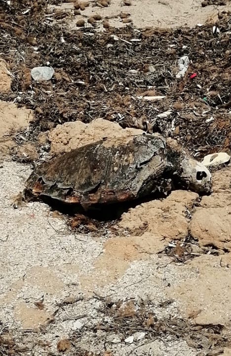 Strand Zita Beach Resort