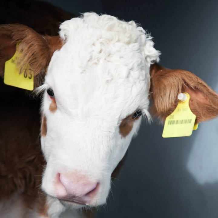 Kälbchen Gschwendnerhof