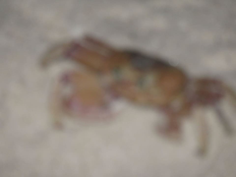 Krebs im Morgengrauen Hotel Southern Palms Beach Resort