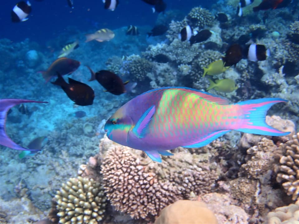 Sport & Freizeit Filitheyo Island Resort