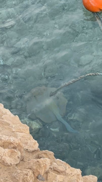 Sonstiges Pickalbatros Vita Resort - Portofino Marsa Alam