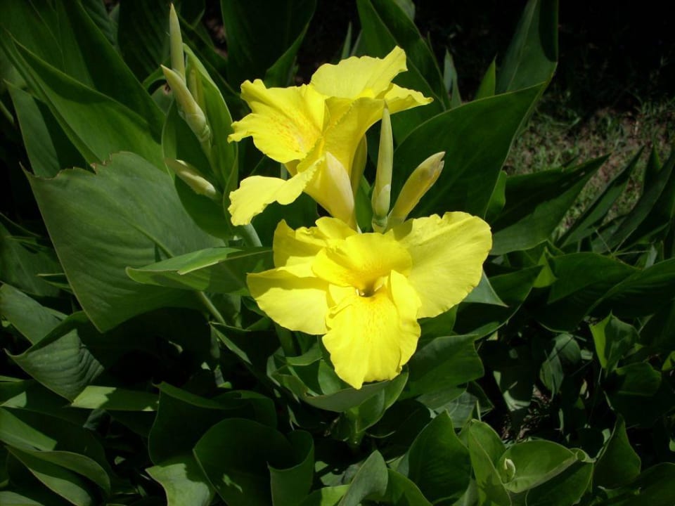 Schöne Blumen Bella Resort & Spa