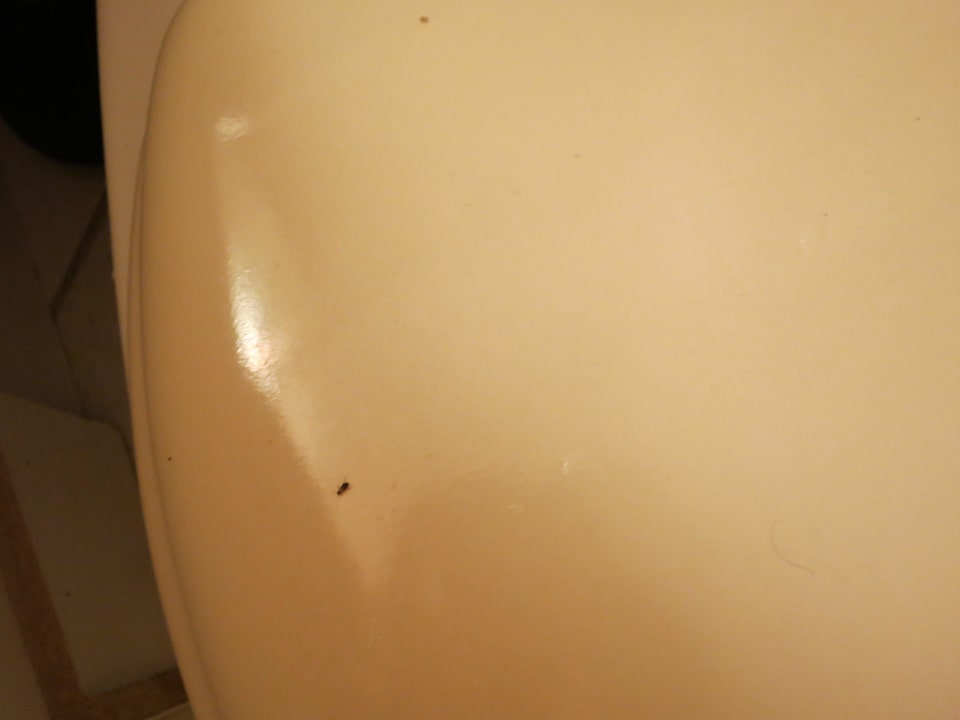 Käfer im Bad Motel Conty's