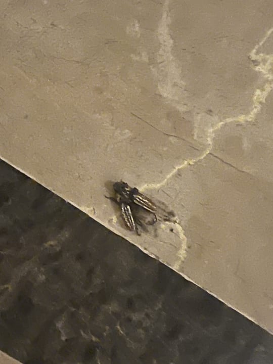 Lobby Seaden Sea World Resort & Spa