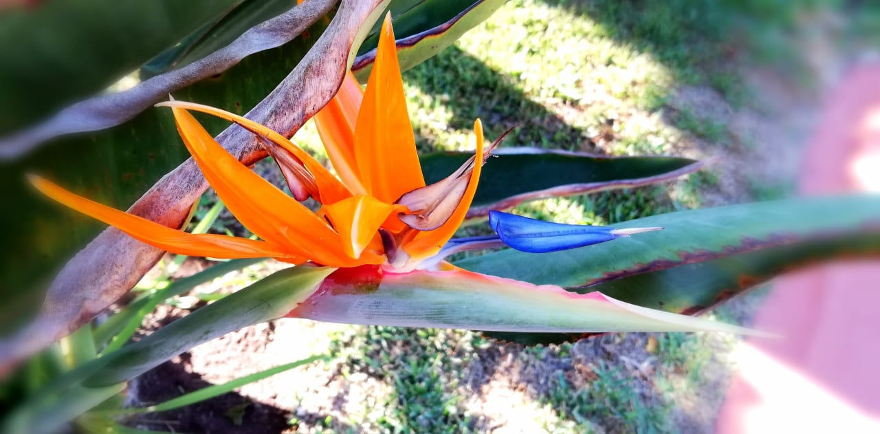 Gartenanlage allsun Hotel Esplendido