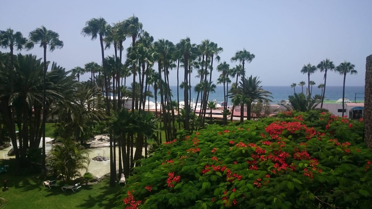 Meerblick Hotel Riu Palace Oasis