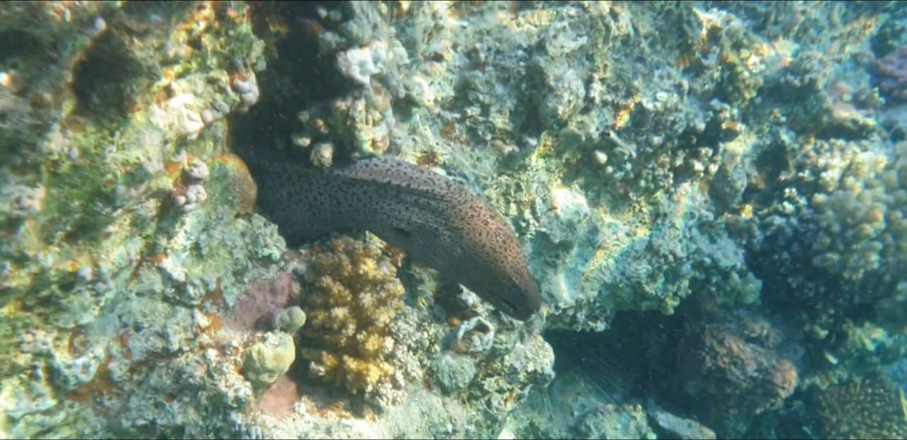 Sport & Freizeit Serenity Alpha Beach