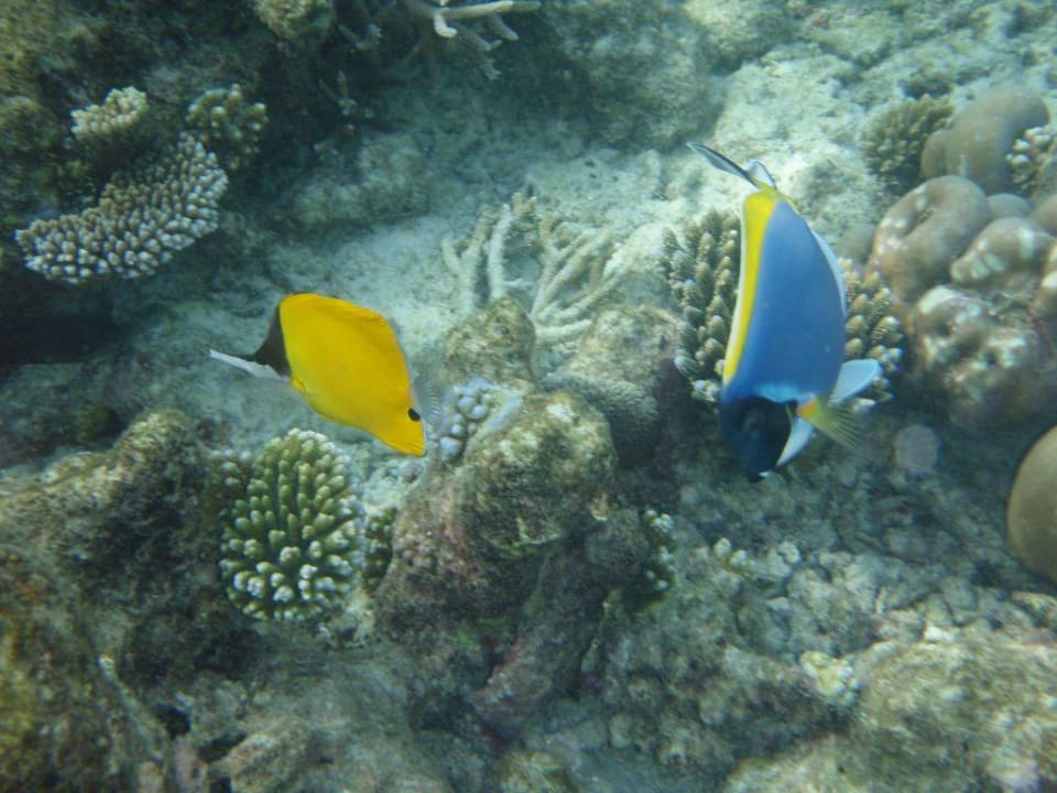 Unterwasserparadies Diamonds Thudufushi