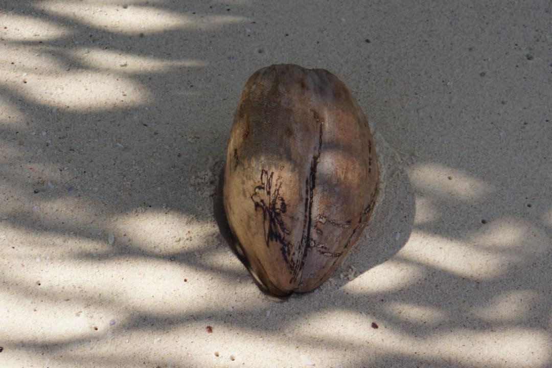 Kokusnüsse gibt es hier viele Kempinski Seychelles Resort