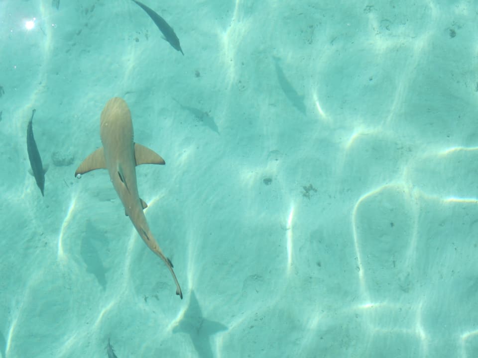 Nah am Strand Vilamendhoo Island Resort & Spa