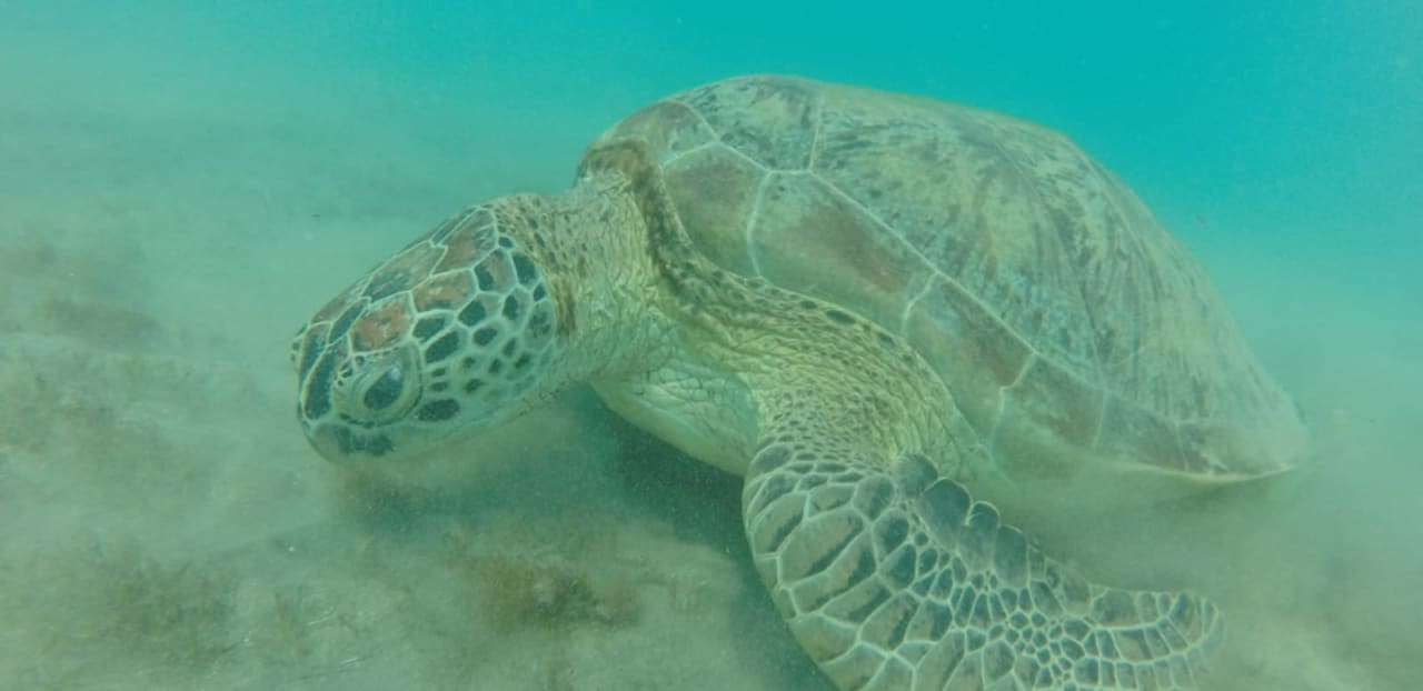 Strand Malikia Resort Abu Dabbab