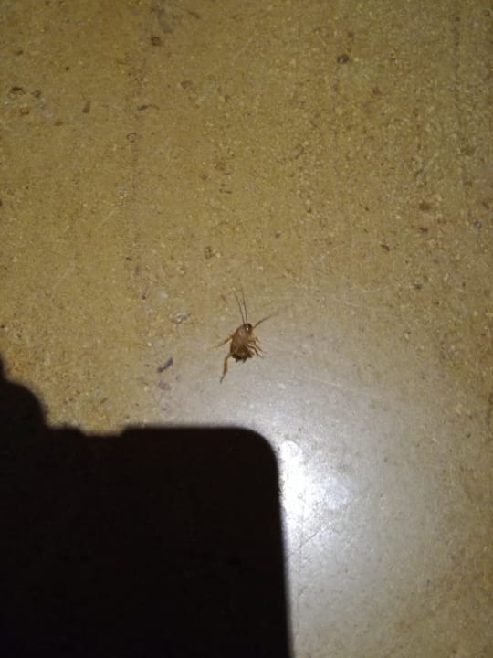 Zimmer Grand Waterworld Makadi & Family Star Makadi