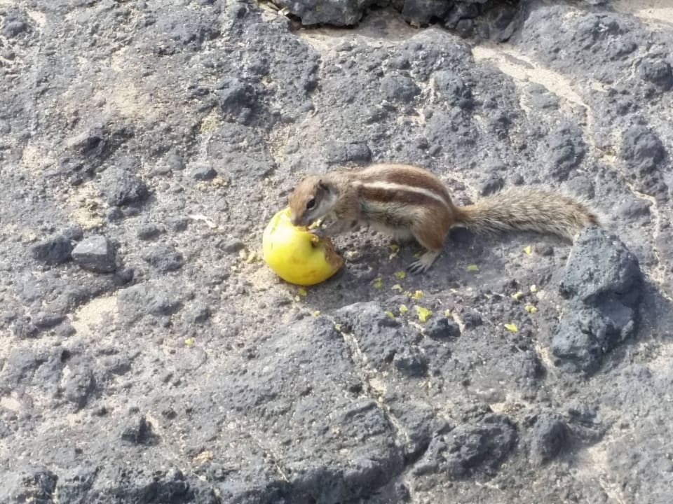 Streifenhörnchen H10 Tindaya