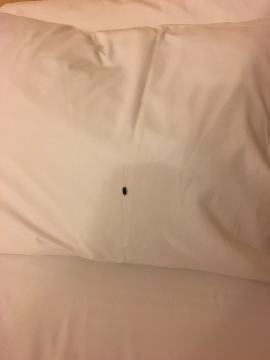 Kellerassel auf dem Kopfkissen ? Seaside A Lifestyle Resort