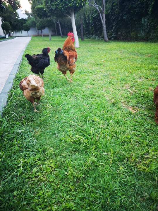 Sonstiges Labranda Alantur Resort