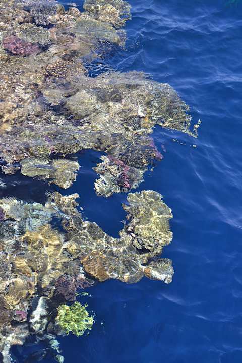 Wunderschöne Korallen The Grand Hotel Sharm El Sheikh