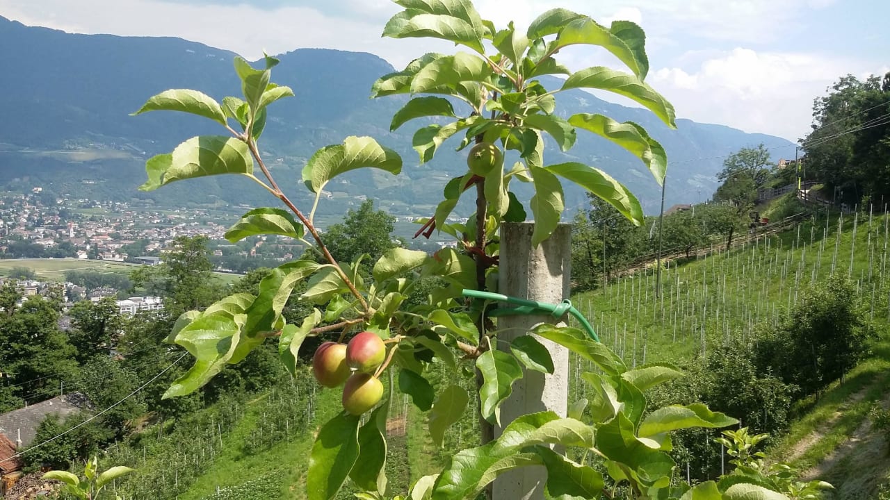 Jungapfel über Mailing entlang am Wasserweg Landhaus Hotel Kristall