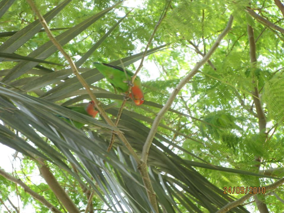 Love Birds Siva Grand Beach