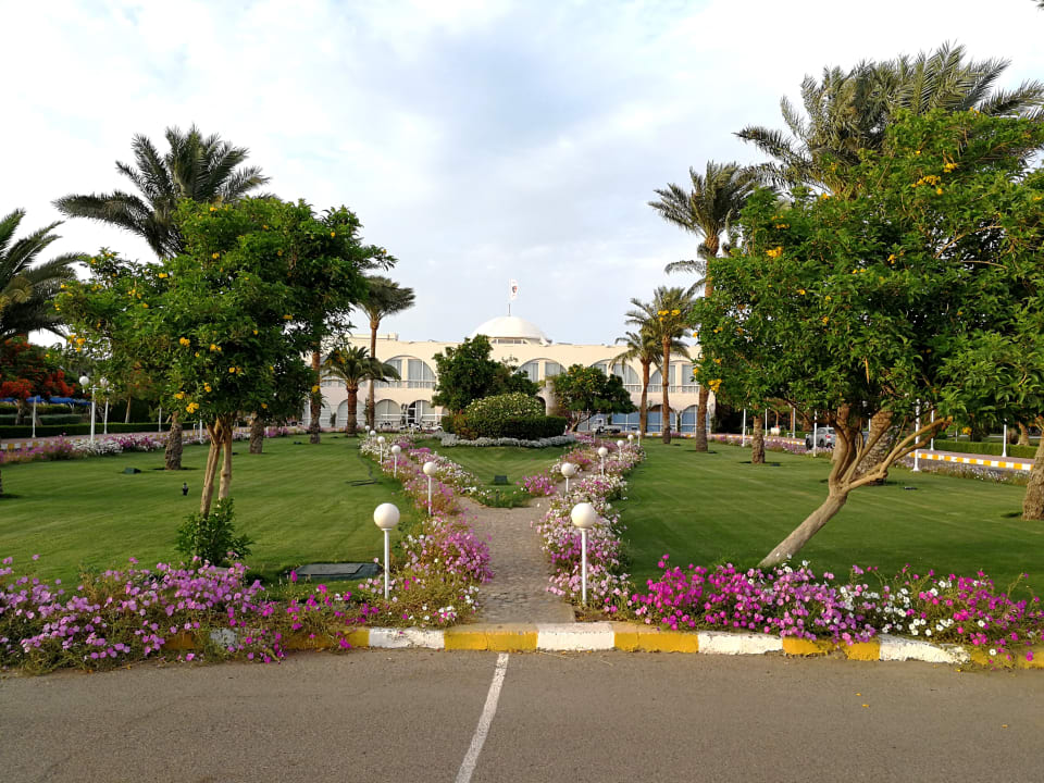 Gartenanlage Desert Rose