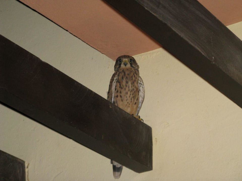 Unser Haustier das uns jeden Abend besuchte Jaz Makadi Saraya Resort