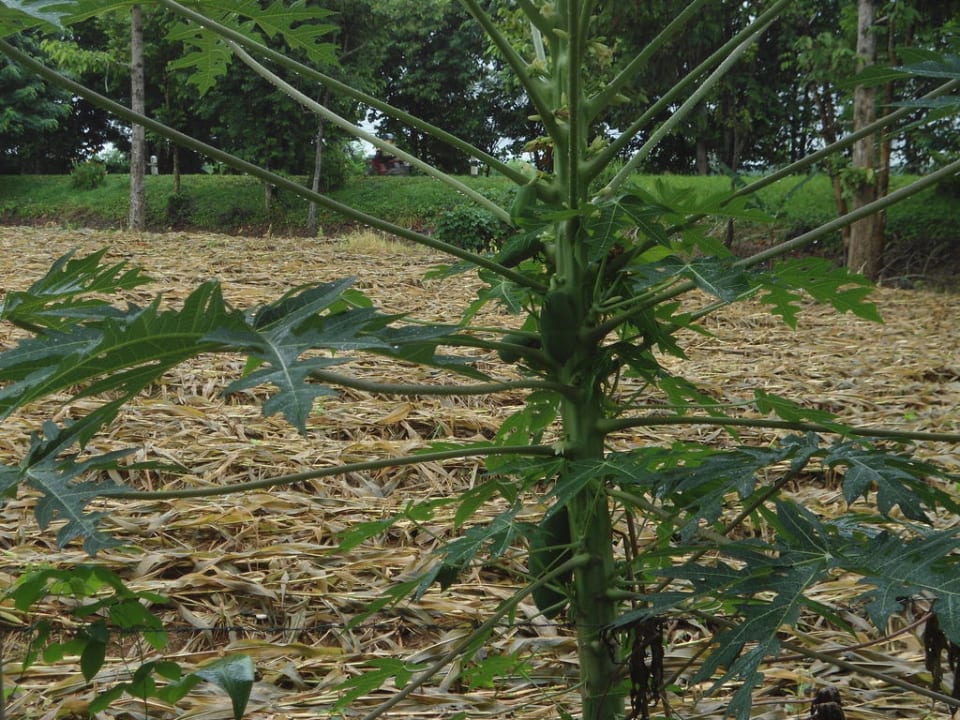 Exotic Hotel Pangsarapee Green Resort