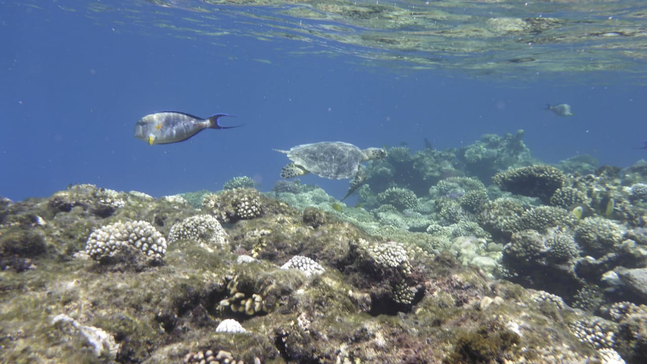 Unterwasser Welt - Schildkröte Pickalbatros Citadel Resort