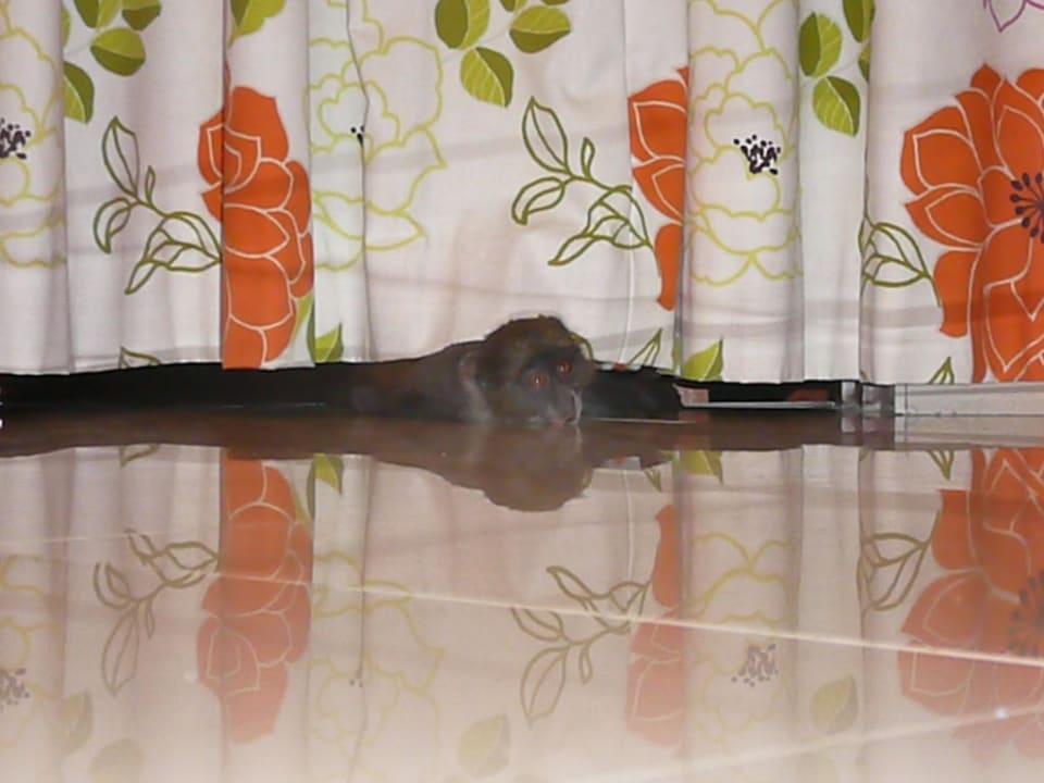 Balkontür zu, Vorhang offen: Ist da was? Hotel Papillon Lagoon Reef