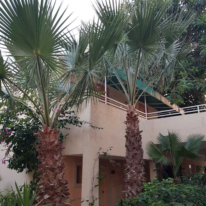 Gartenanlage Hotel Paradis Palace