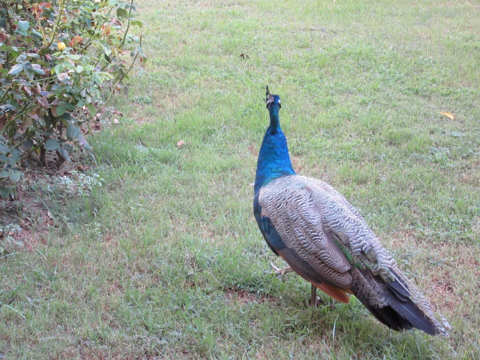 Besuch beim Kaffee Trendy Aspendos Beach Hotel