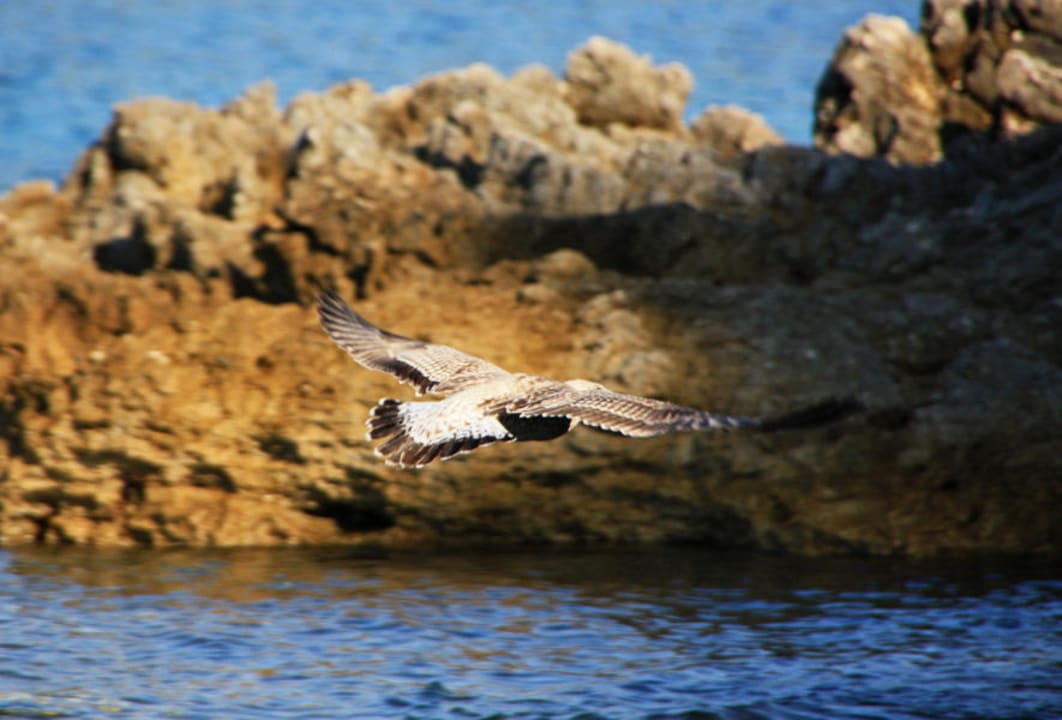 Strand Family Hotel Vespera