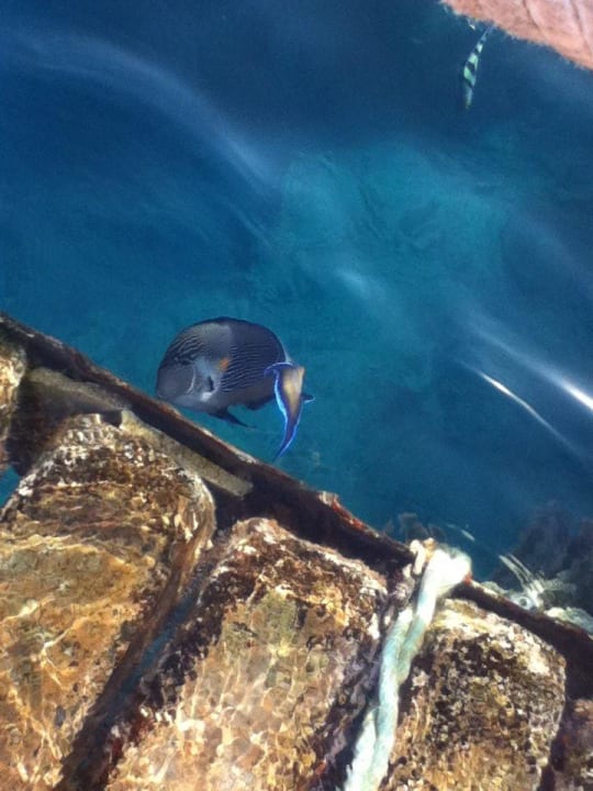 Glasklar Sharm Plaza