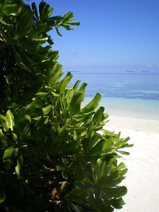 Ausblick von Strandliege Madoogali Resort